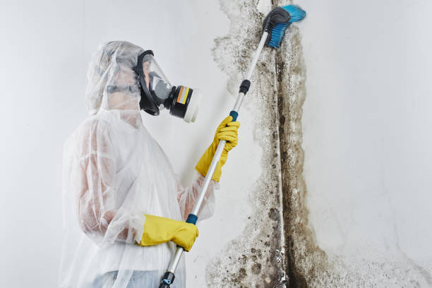 Best Certified Mold Removal  in Cross Plains, WI