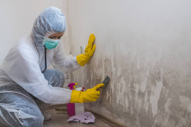 Mold Removal and Inspection