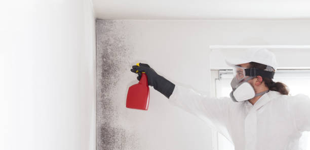 Best Office Mold Removal Services  in Cross Plains, WI