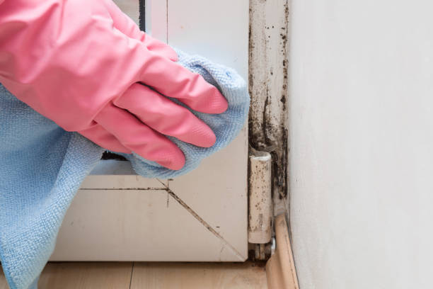 Office Mold Removal Services in Cross Plains, WI