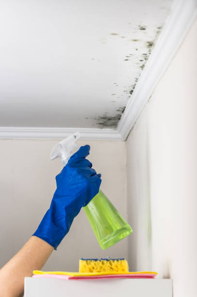 Best Toxic Mold Removal  in Cross Plains, WI